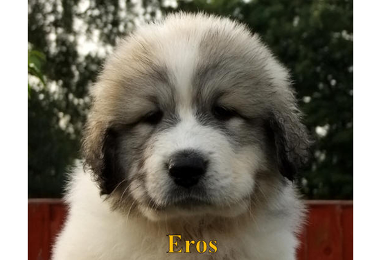 Eros a (5)